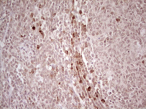 IDO2 Antibody in Immunohistochemistry (Paraffin) (IHC (P))