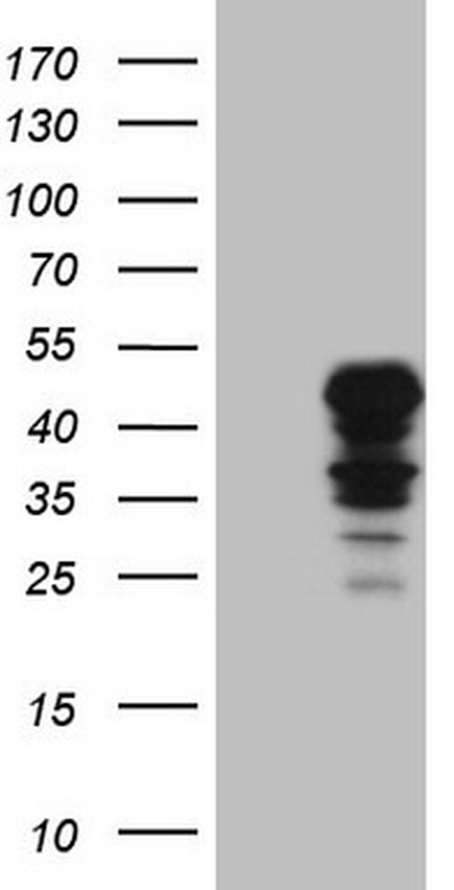IDO2 Antibody in Western Blot (WB)