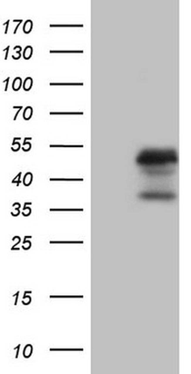 IDO2 Antibody in Western Blot (WB)