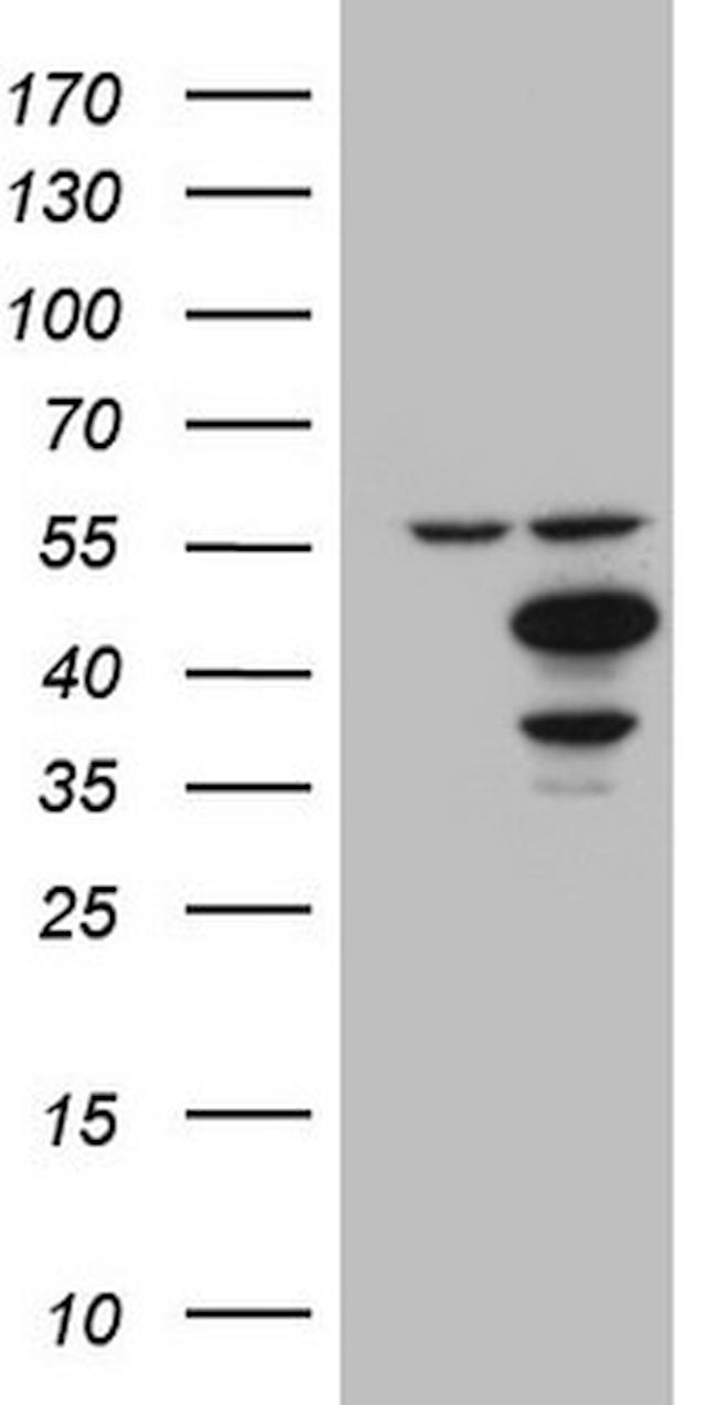 IDO2 Antibody in Western Blot (WB)