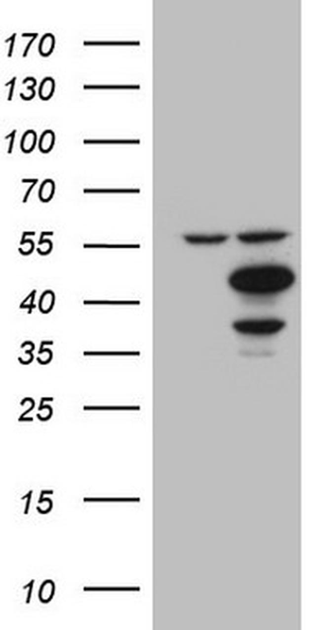 IDO2 Antibody in Western Blot (WB)