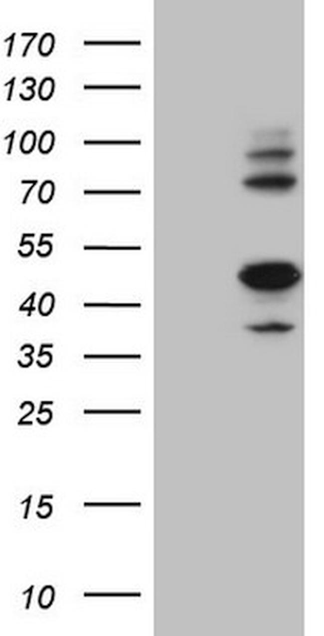 IDO2 Antibody in Western Blot (WB)