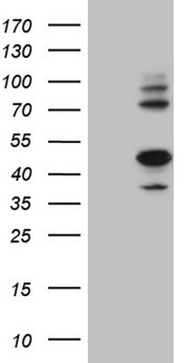 IDO2 Antibody in Western Blot (WB)