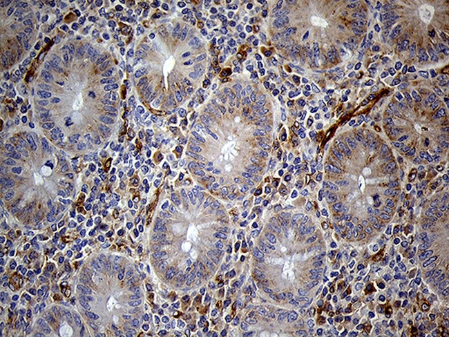 IFITM2 Antibody in Immunohistochemistry (Paraffin) (IHC (P))