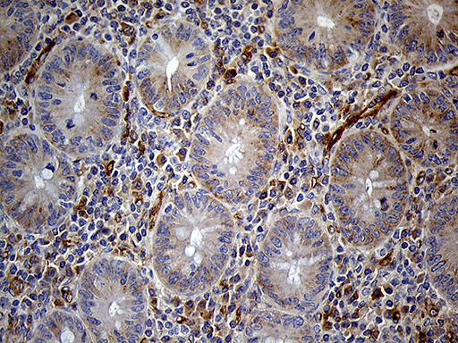 IFITM2 Antibody in Immunohistochemistry (Paraffin) (IHC (P))