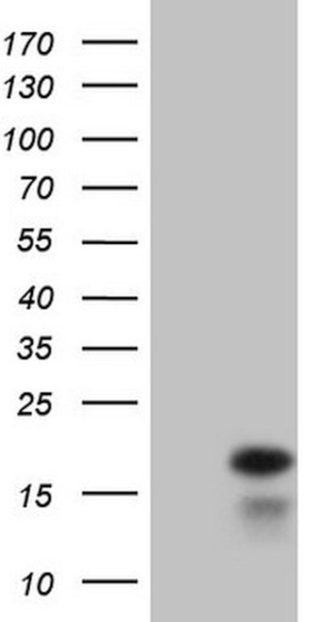 IFNG Antibody in Western Blot (WB)