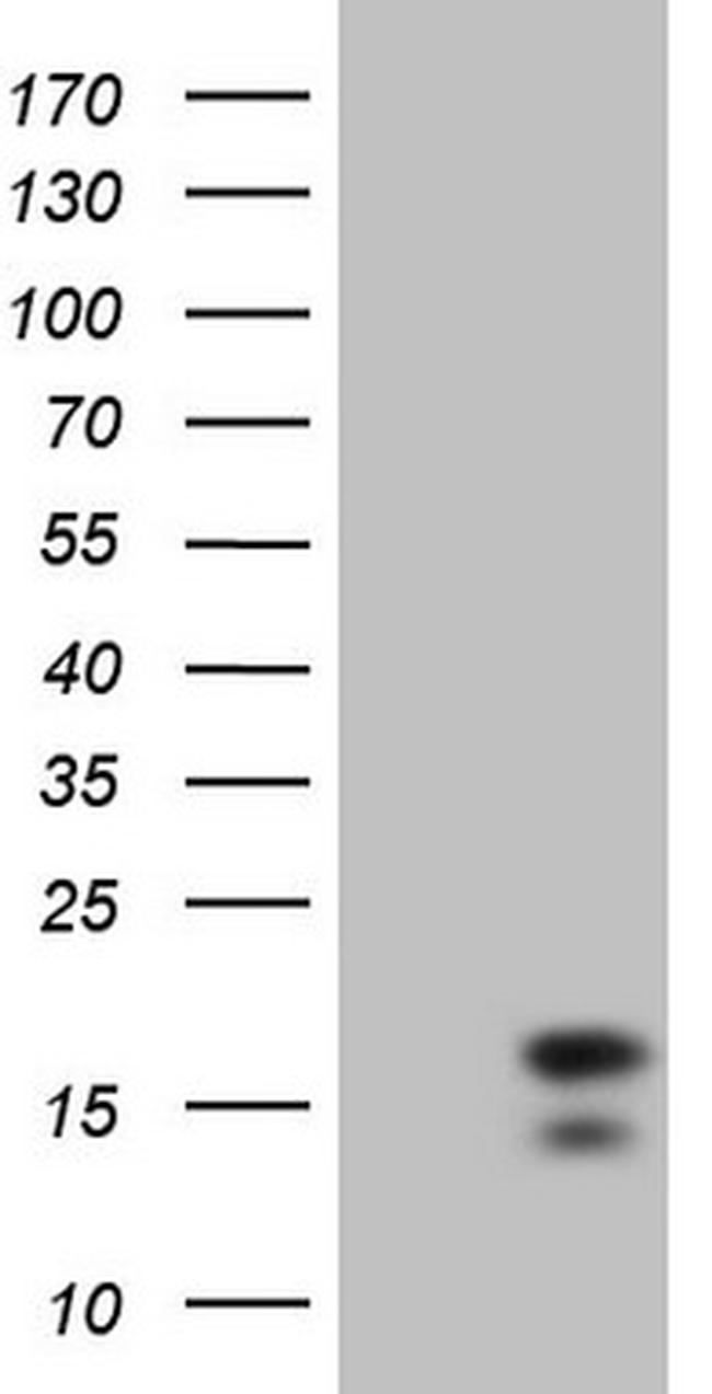 IFNG Antibody in Western Blot (WB)
