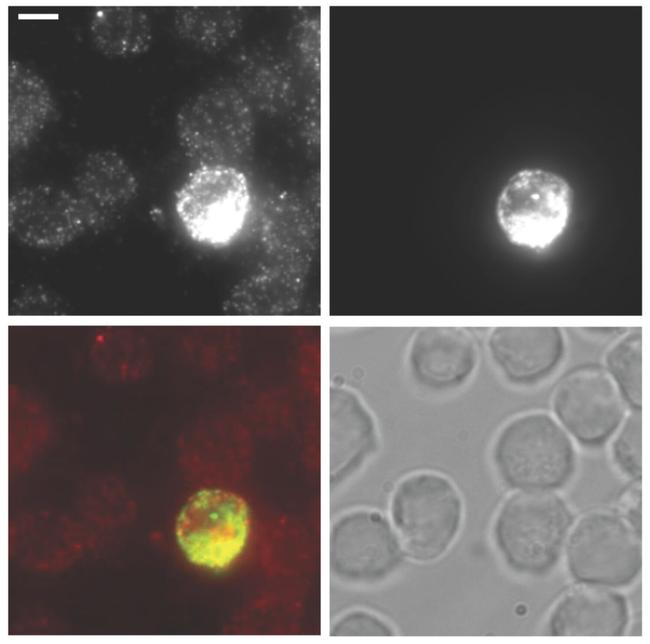 IFN gamma Antibody in Immunocytochemistry (ICC/IF)