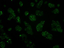 IFT57 Antibody in Immunocytochemistry (ICC/IF)