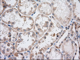 IFT57 Antibody in Immunohistochemistry (Paraffin) (IHC (P))