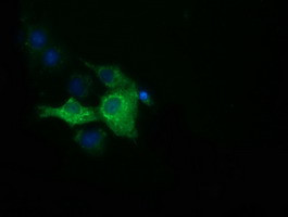 IGF2BP2 Antibody in Immunocytochemistry (ICC/IF)