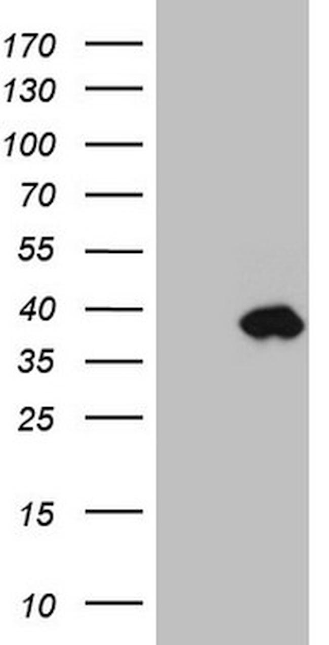IGFBP1 Antibody in Western Blot (WB)
