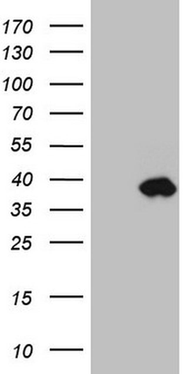 IGFBP1 Antibody in Western Blot (WB)