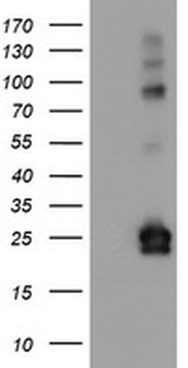 IGJ Antibody in Western Blot (WB)