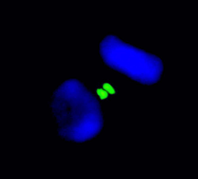 Aurora B Antibody in Immunocytochemistry (ICC/IF)