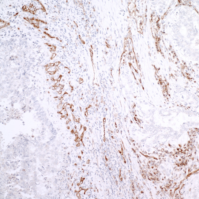 CD31/PECAM-1 Antibody in Immunohistochemistry (Paraffin) (IHC (P))