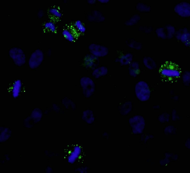CDK5RAP2 Antibody in Immunocytochemistry (ICC/IF)