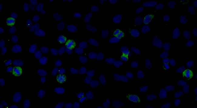 CENP-F/Mitosin Antibody in Immunocytochemistry (ICC/IF)