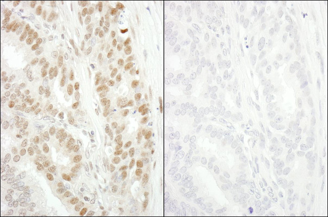 Phospho-MCM2 (Ser53) Antibody in Immunohistochemistry (Paraffin) (IHC (P))