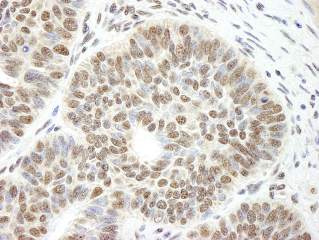 CCAR1 Antibody in Immunohistochemistry (Paraffin) (IHC (P))