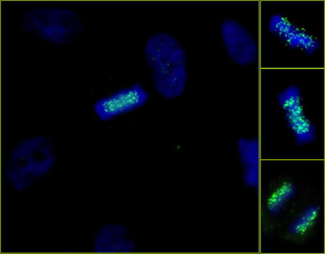 ZWINT-1 Antibody in Immunocytochemistry (ICC/IF)