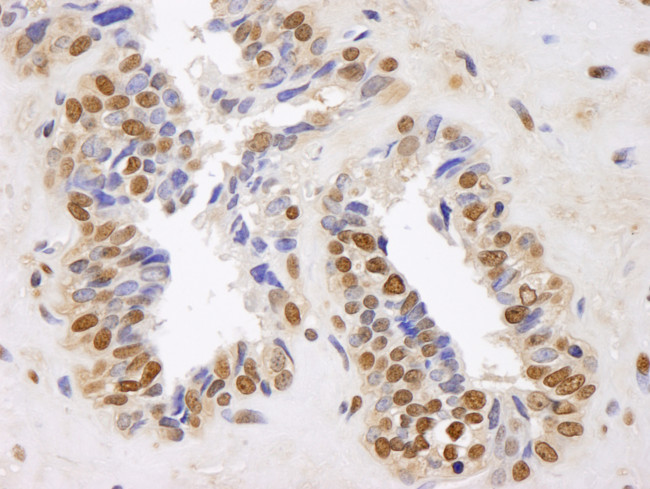 GAPDH Antibody in Immunohistochemistry (Paraffin) (IHC (P))