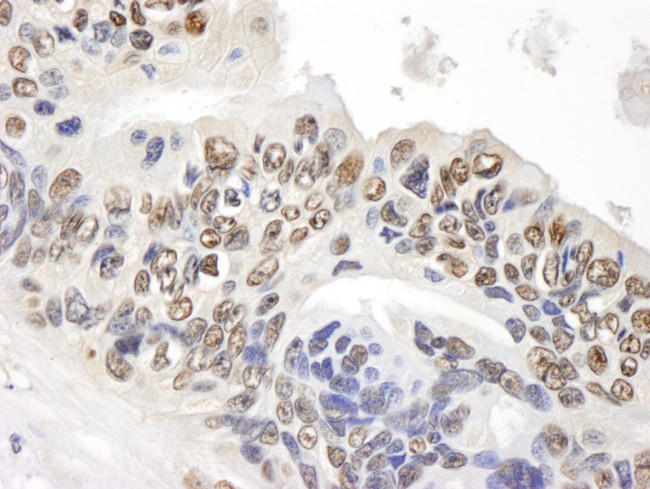GAPDH Antibody in Immunohistochemistry (Paraffin) (IHC (P))