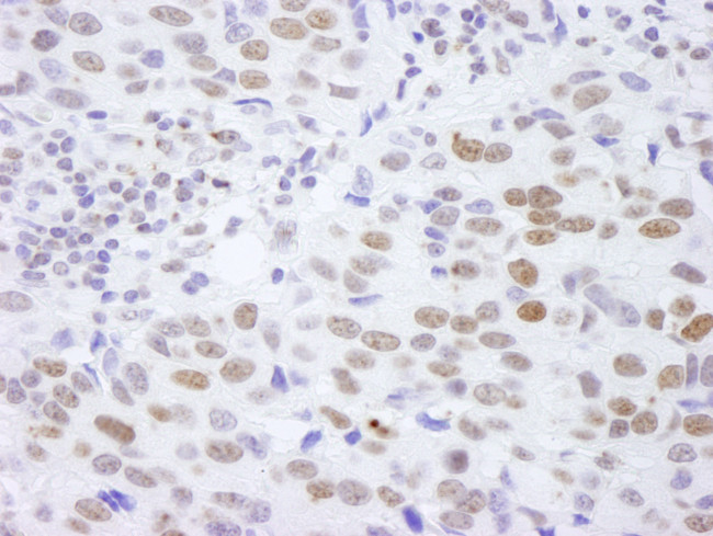 Histone H4 Antibody in Immunohistochemistry (Paraffin) (IHC (P))