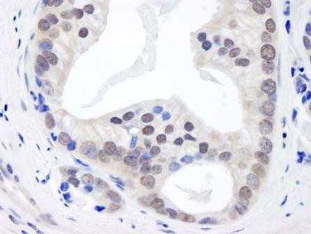 CSN3 Antibody in Immunohistochemistry (Paraffin) (IHC (P))