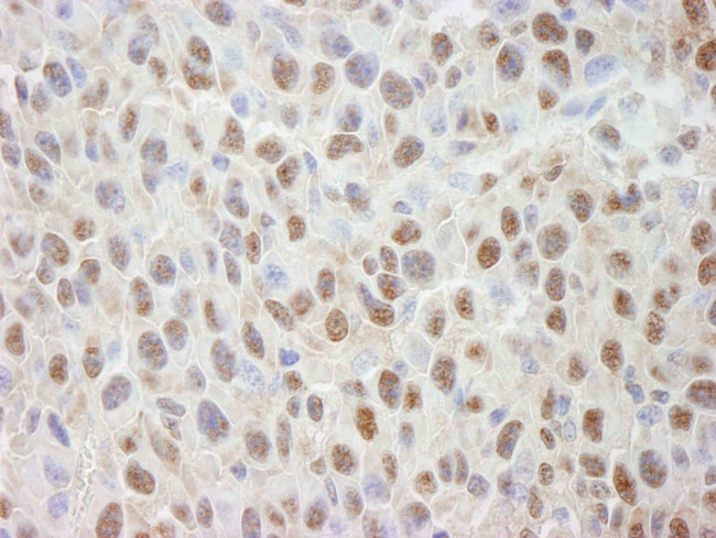 Cul4a Antibody in Immunohistochemistry (Paraffin) (IHC (P))
