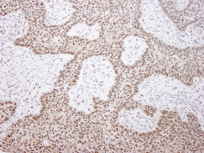 EFTUD2/SNRP116 Antibody in Immunohistochemistry (Paraffin) (IHC (P))