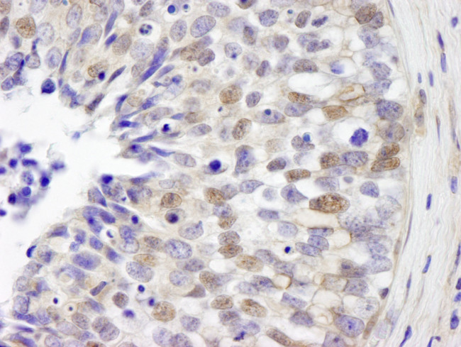 IRF3 Antibody in Immunohistochemistry (Paraffin) (IHC (P))