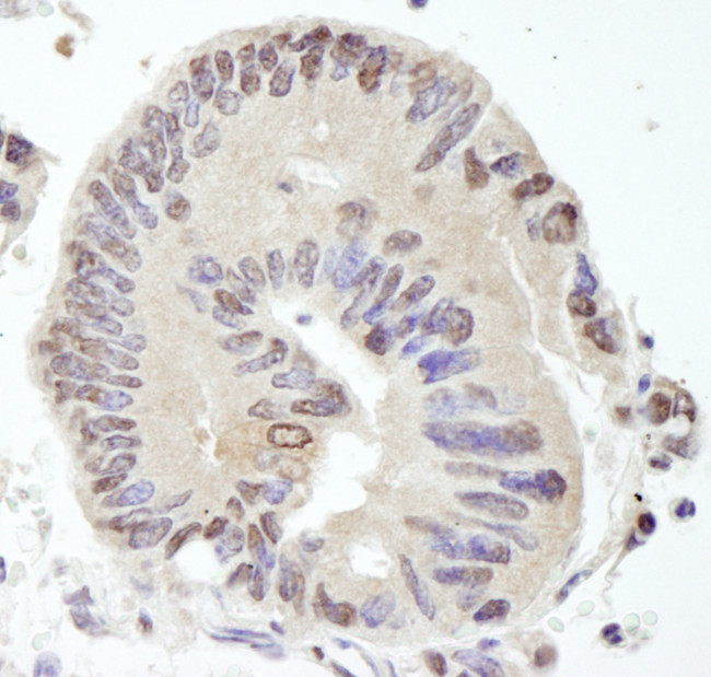 USP10 Antibody in Immunohistochemistry (Paraffin) (IHC (P))