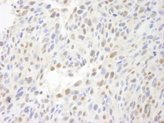 MCAF Antibody in Immunohistochemistry (Paraffin) (IHC (P))