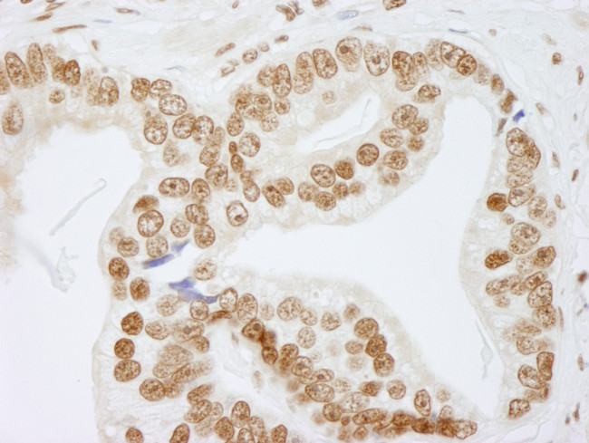 NONO Antibody in Immunohistochemistry (Paraffin) (IHC (P))