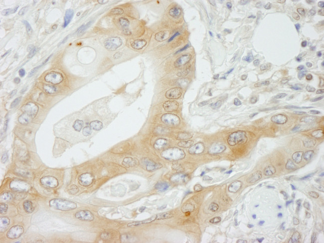 NMI Antibody in Immunohistochemistry (Paraffin) (IHC (P))