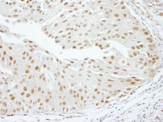 RBM16 Antibody in Immunohistochemistry (Paraffin) (IHC (P))