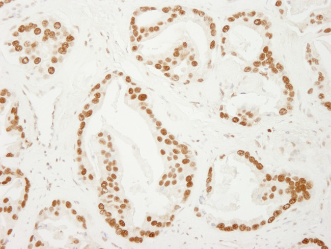 PC4 Antibody in Immunohistochemistry (Paraffin) (IHC (P))