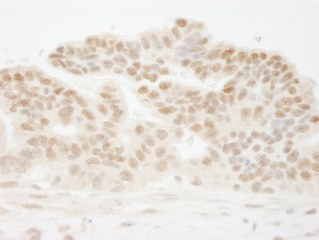 CSTF50 Antibody in Immunohistochemistry (Paraffin) (IHC (P))