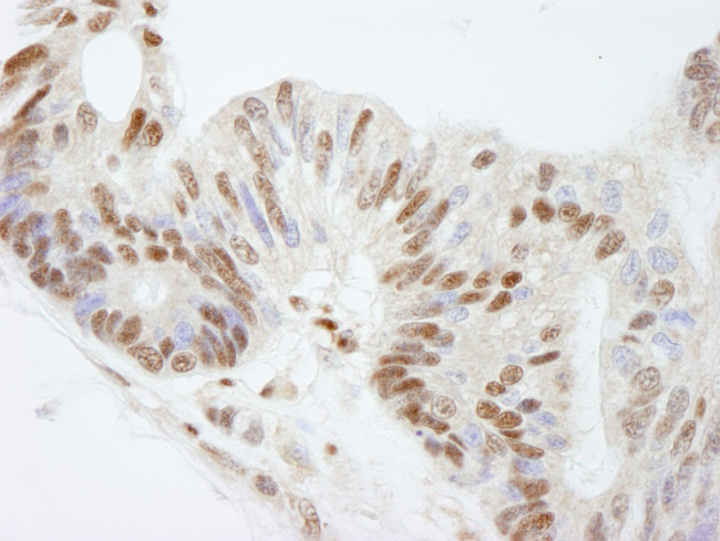 FKBP5/FKBP51 Antibody in Immunohistochemistry (Paraffin) (IHC (P))