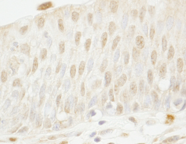 MYBBP1A Antibody in Immunohistochemistry (Paraffin) (IHC (P))