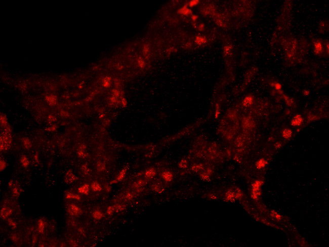 ZNF318/TZF Antibody in Immunohistochemistry (Paraffin) (IHC (P))