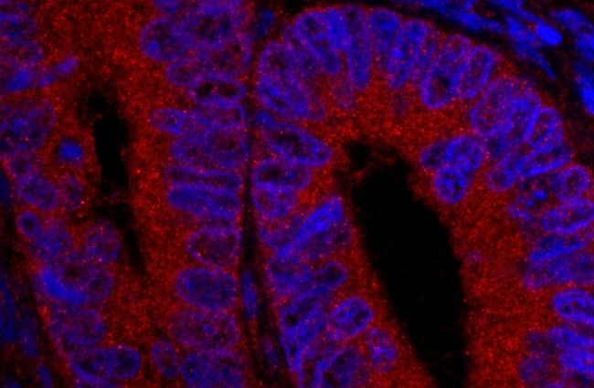USP5/IsoT Antibody in Immunohistochemistry (Paraffin) (IHC (P))