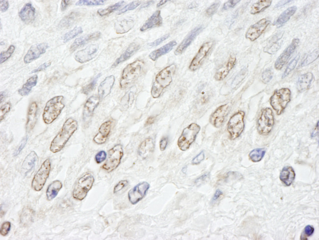 NUP50 Antibody in Immunohistochemistry (Paraffin) (IHC (P))