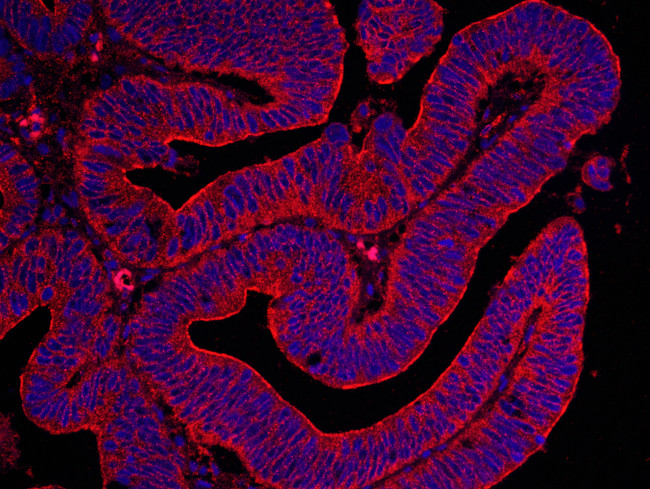 Filamin B Antibody in Immunohistochemistry (Paraffin) (IHC (P))