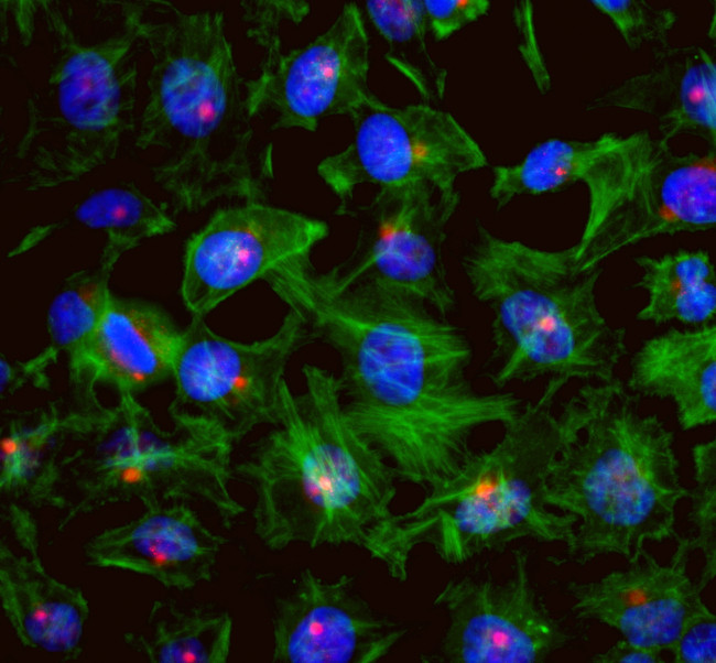 CEP131/AZ1 Antibody in Immunocytochemistry (ICC/IF)