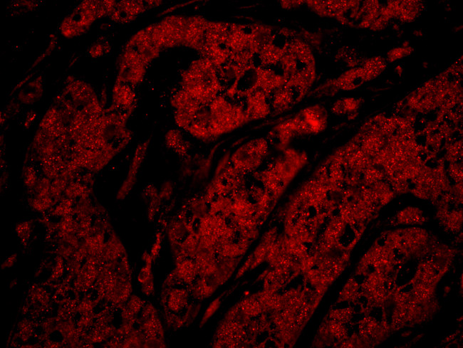 Rad9 Antibody in Immunohistochemistry (Paraffin) (IHC (P))