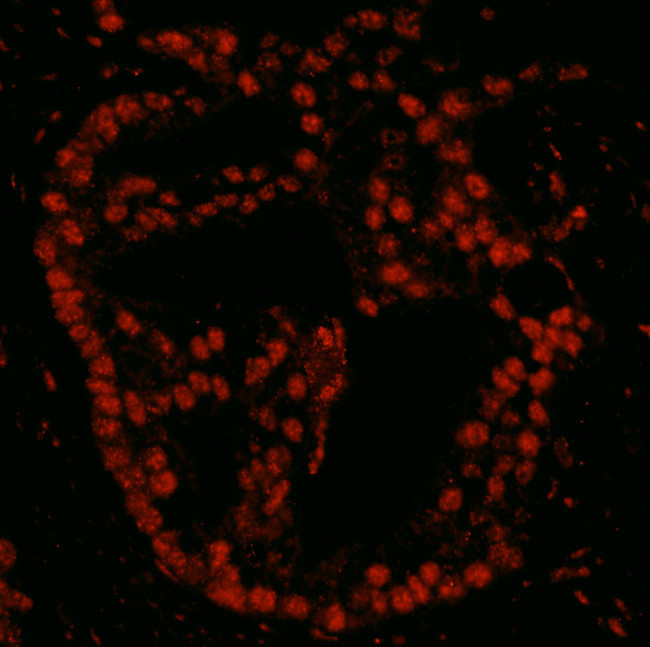 Pds5B Antibody in Immunohistochemistry (Paraffin) (IHC (P))