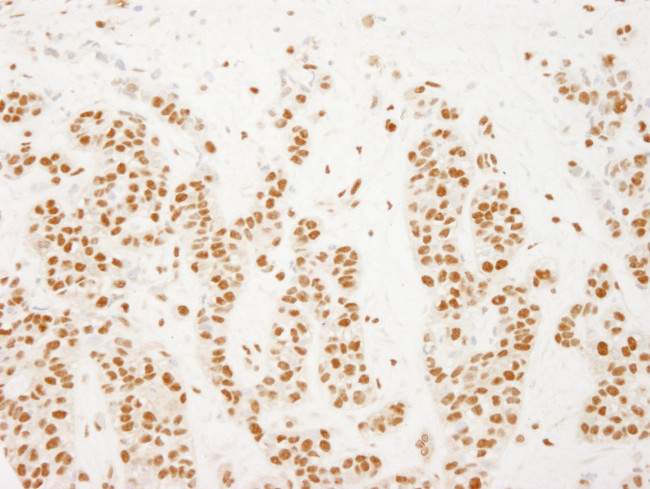 NELFE Antibody in Immunohistochemistry (Paraffin) (IHC (P))