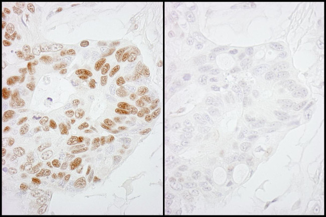 Phospho-RNA Polymerase II (Ser2) Antibody in Immunohistochemistry (Paraffin) (IHC (P))